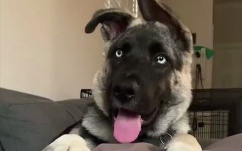 عملية انتصاب آذان جرو مزيج بين الراعي الألماني والهاسكي الشمالي~ هاها، أشعر أنه يبدو أكثر غباءً يومً