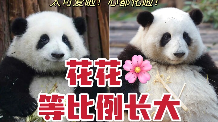 Yang lebih menggemaskan daripada Huahua adalah Huahua saat masih kecil 🌸 Lihatlah, apakah Huahua tum