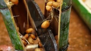 爷爷我发现了竹虫