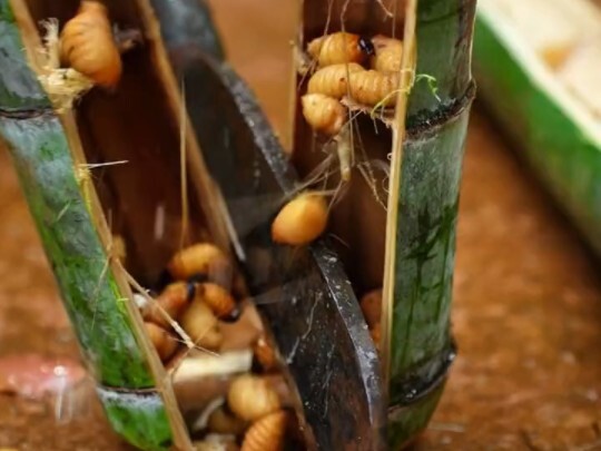 Kakek, aku menemukan ulat bambu!