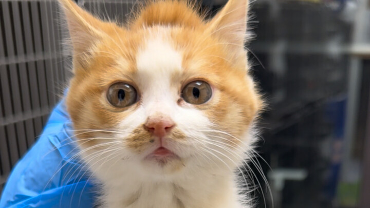 Đập vào tay chín con, làm hai người khóc