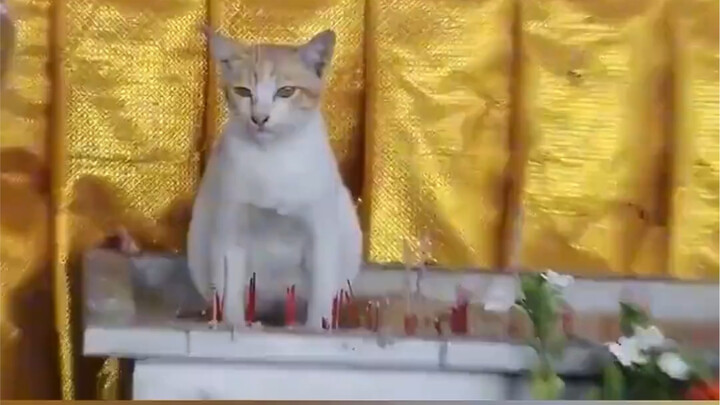 No wonder cats aren’t part of the Chinese zodiac!