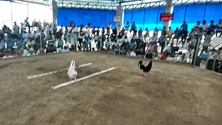 4th win-Cardona cockpit arena