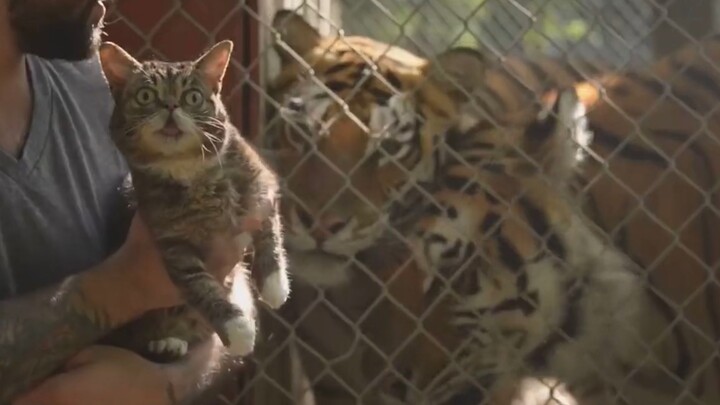 There is a tiger in my heart, but I still smell the dried fish