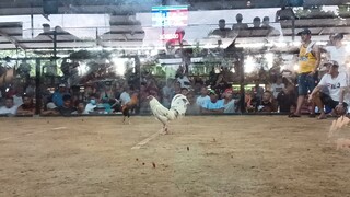 2nd fight 2cocks hulutan