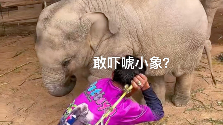 Chú voi con này biết đấm bốc, đá trúng người mà vẫn chưa chịu thôi à😂