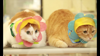 แชมพูสำหรับแมว 2018