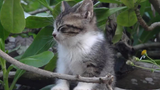 A Drowsy Kitten