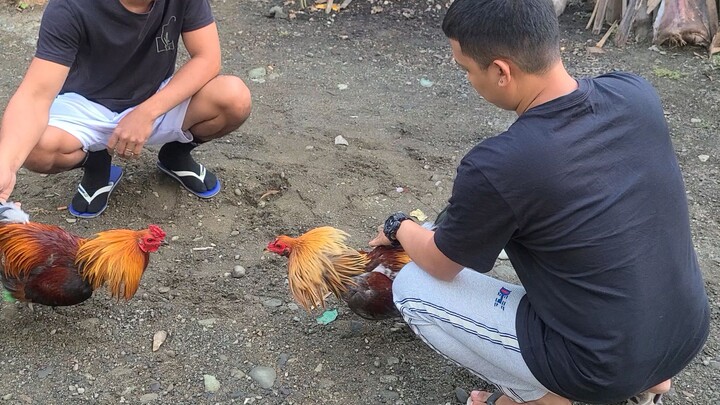 ABUHIN/goods ba sa inyo ang ganyan galaw ng manok mga idol