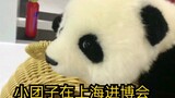 上海进博会我们的熊猫崽崽，好乖哦～