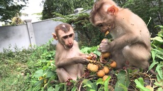 Eat logan and enjoyed outdoor environment, the three monkeys