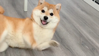 Aunties, please stop questioning my IQ—my dog's CPU is about to fry!