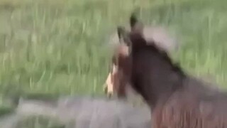 نهيق حمار واحد مزعج، لكن نهيق مجموعة من الحمير لا يطاق.. هذا الصوت مناسب كمنبه