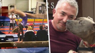 Cesar Millan’s Dog Bit Gymnast and Killed Actor’s Dog: Lawsuit