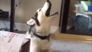 【Yu Xuan】Anjing husky ini menghasilkan ritme musik elektronik~