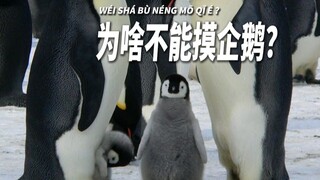 Mengapa Anda tidak bisa menyentuh penguin?