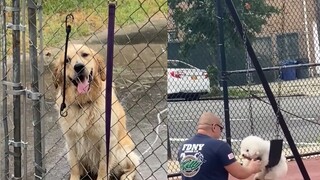 Saya juga ingin menjadi anak anjing yang bahagia! !