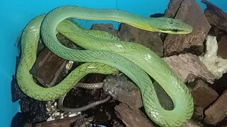 Ular bajing / Hijau ekor perak ( Gonyosoma Oxycephalum )