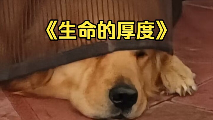 Độ dày của sinh mệnh