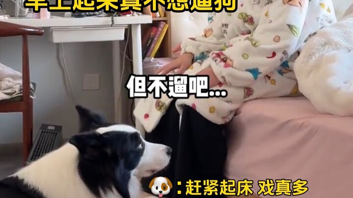 The Mental Strain of Dog Owners