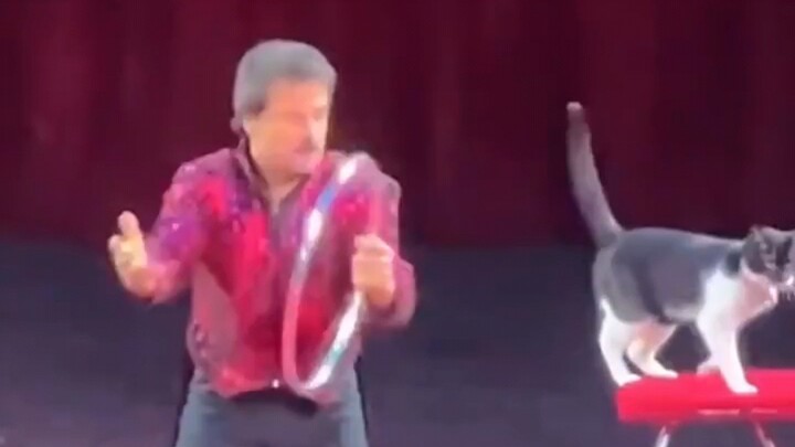 Đây là một chú mèo có chính kiến riêng.