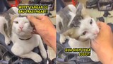 Awalnya Terlihat Lucu, Giliran Dipegang Malah Gigit - Video Kucing Lucu Marah