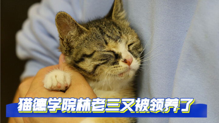 Cat Druid Academy’s Old Lin No. 3 has been adopted again.