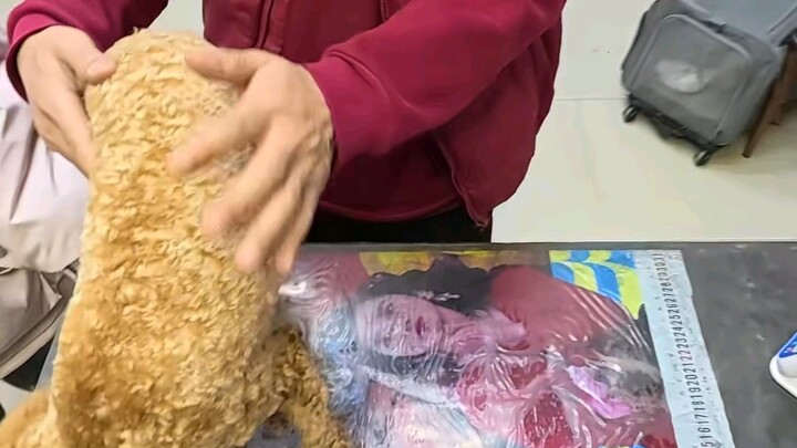 หนึ่งวันของสัตวแพทย์ประจำหมู่บ้านกับการรักษาแมวและสุนัข