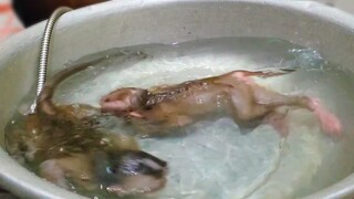 Routine Bathing!! Tiny Adorable Toto & Yaya happy swimming & diving so much