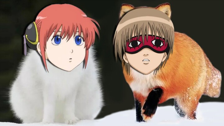 Phiên bản động vật Gintama, biến thành cáo!