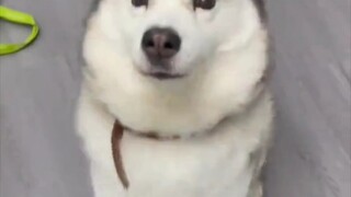 主打一个服从性