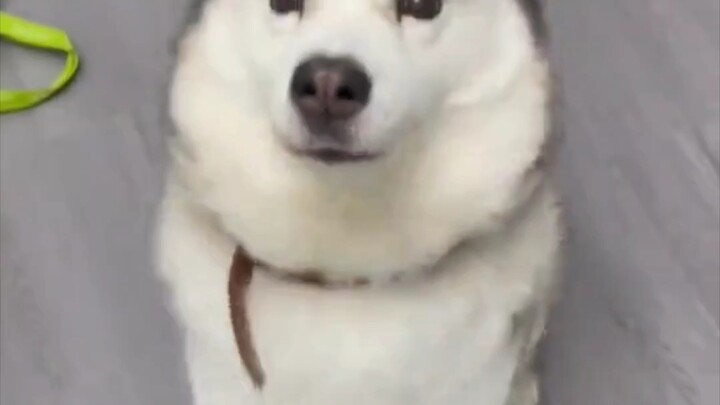 主打一个服从性