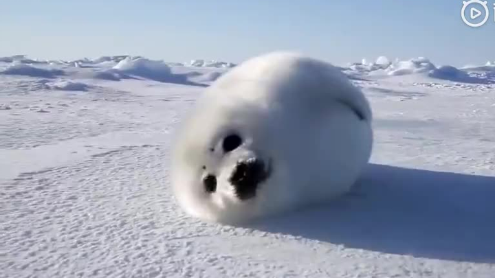 SEAL Team Full Version