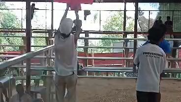 super hma lemon banahaw win at roxas cockpit palawan