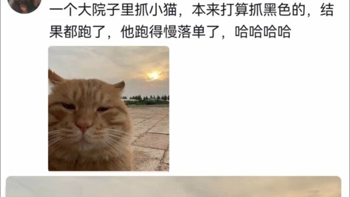 Cat: “Why did a whole group of cats pick me?” Owner: Because…