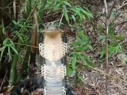 Mẹ rắn hổ mang chúa canh giữ quả trứng, thấy đống lá tre thì nhớ tránh xa — những thước phim quý giá