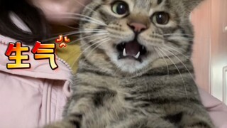 Mèo con mà quá thông minh cũng không tốt. Mỗi lần tôi đưa nó đi châm cứu, nó đều bị người ta đoán ra