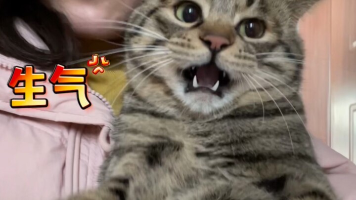It is not a good thing for a kitten to be too smart. Every time I take him to acupuncture, he is gue