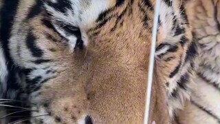 Nan Nan cáu kỉnh, trực tuyến phá nhà