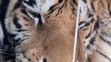 Nan Nan cáu kỉnh, trực tuyến phá nhà