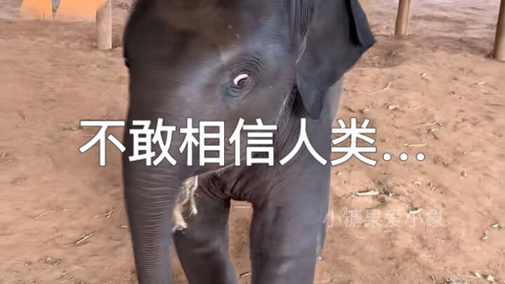 Gajah kecil tercengang—manusia malah melompat-lompat ke sana-sini...