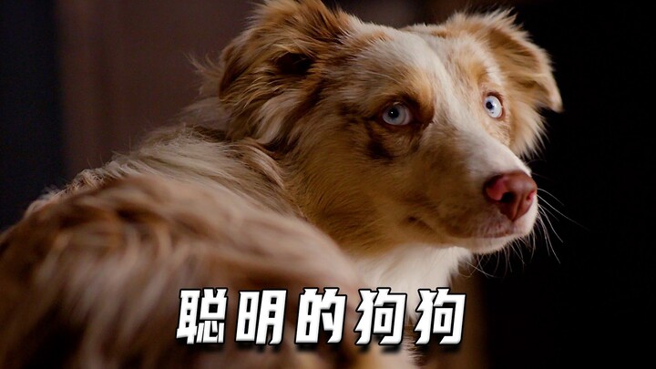 不一样的小狗（喜剧片）