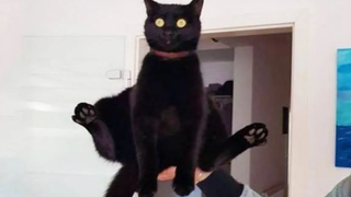 Funniest Cats 😹 - อย่าพยายามกลั้นเสียงหัวเราะ 😂 - Funny Cats Life
