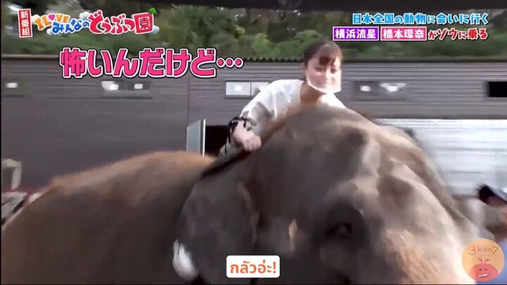 [ซับไทย] คันนะจังบุกสวนสัตว์ที่จังหวัดชิบะ!