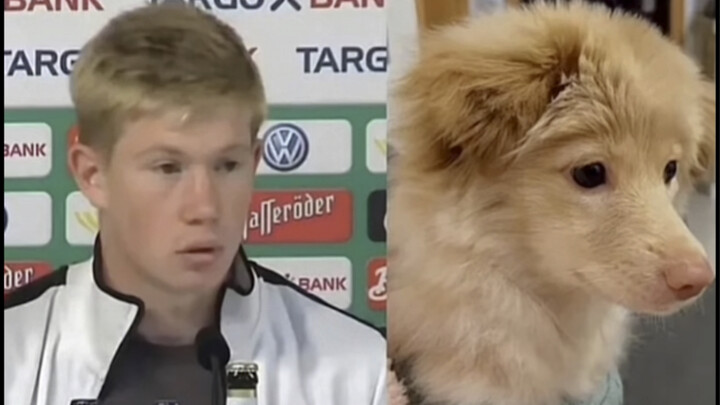 Về chuyện chú chó của tôi trông giống De Bruyne