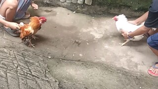 my white bantam spar (takbo kalaban)