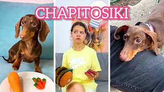 СБОРНИК СМЕШНЫХ РОЛИКОВ II CHAPITOSIKI
