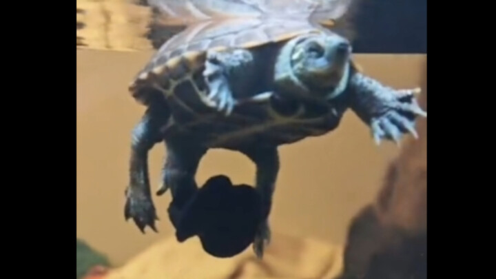 ماذا خرج من جسم السلحفاة؟