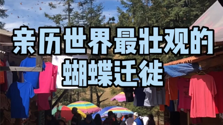 صوت رفرفة أجنحة الفراشة مسموع بوضوح هنا، وقد سجّلته.