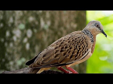 TEKUKUR BURUNG ISTIMEWA, Suaranya Bikin Kangen Kampung Halaman #duniabinatang